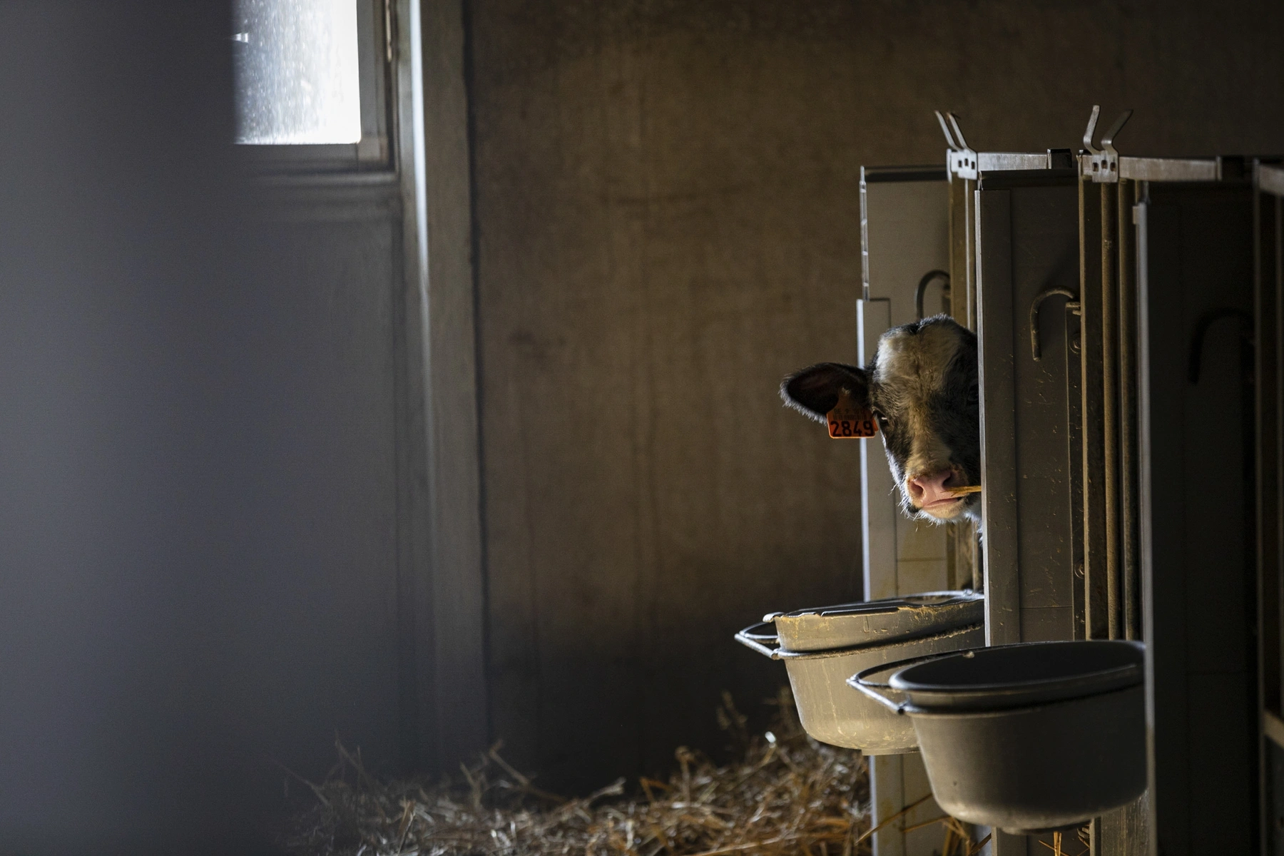 В Новосибирской области введён режим ЧС из-за вспышек заболеваний сельскохозяйственных животных