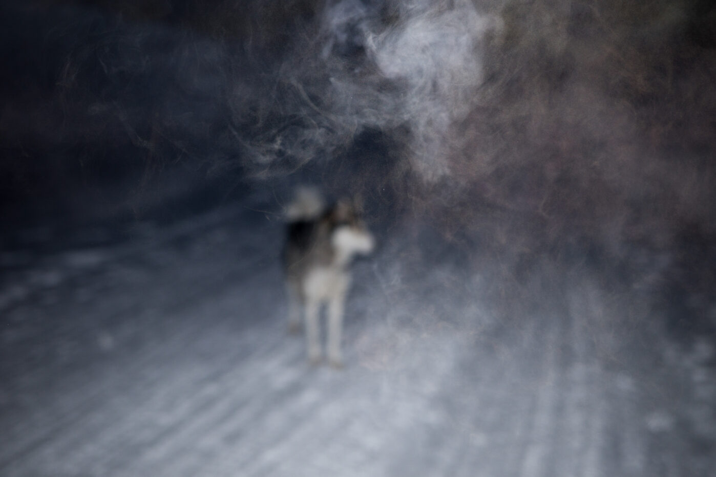 Молодой пёс северной породы