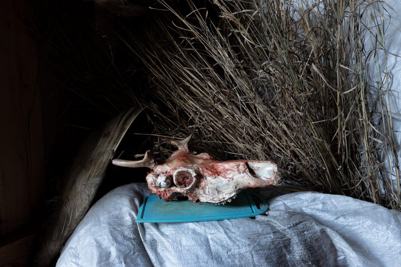 В&nbsp;деревне Нумто Ханты-Мансийского края оленеводство до&nbsp;сих пор остаётся одним из&nbsp;основных занятий местных жителей