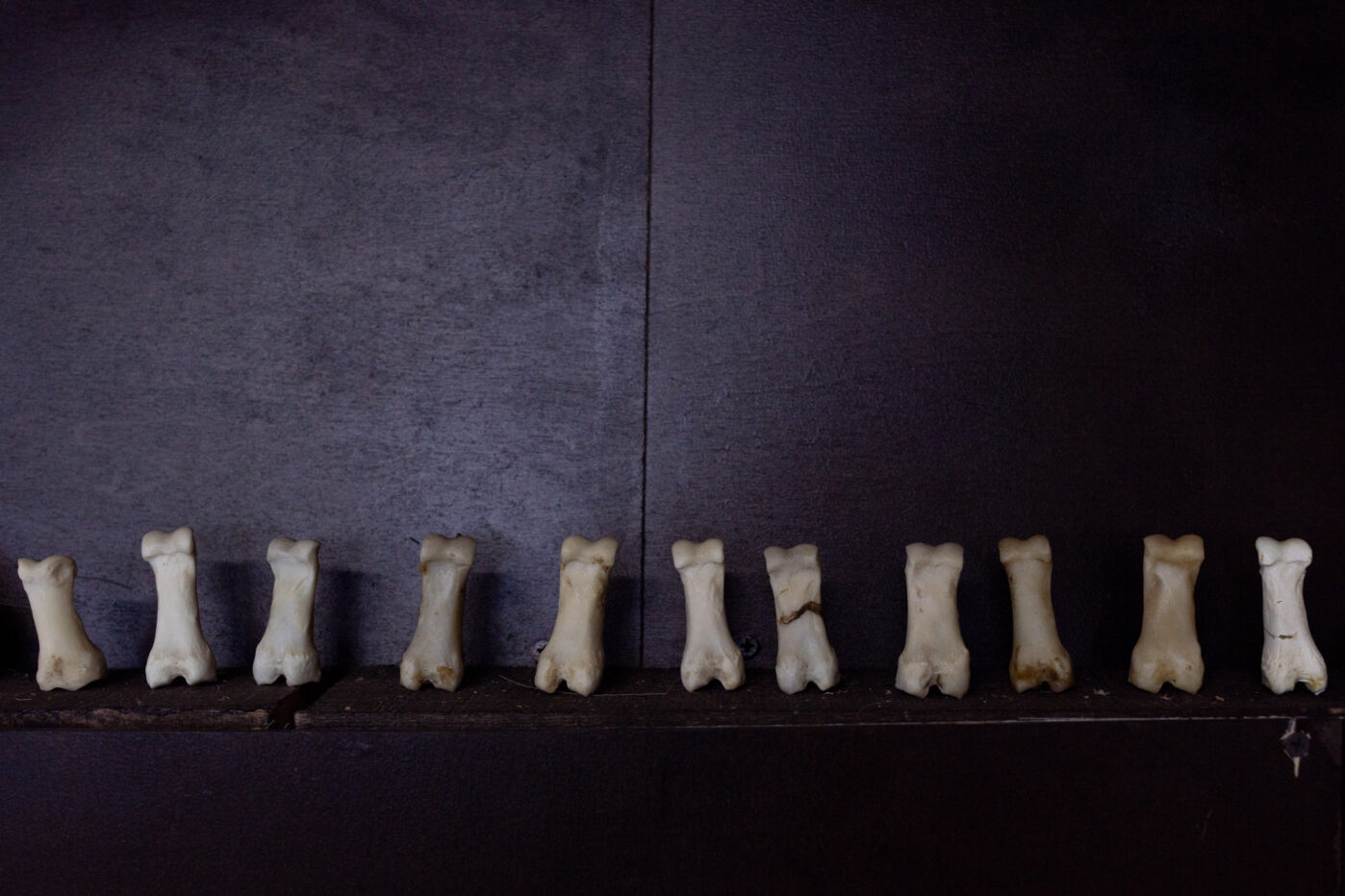 Экспозиция из&nbsp;костей в&nbsp;этнографическом музее села Казым