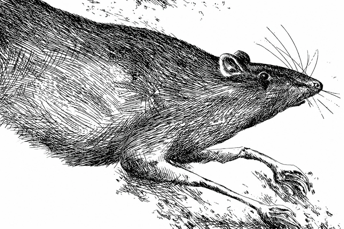 Из российского издания книги Гюнтера Грасса убрали слова о причастности Сталина к разделу Польши
